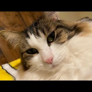 Meet your Posher, Tabitha